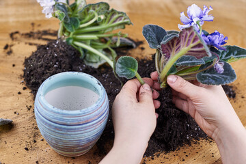 A woman transplants a blooming violet into a new pot.
