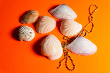 Natural Sea Shell and Gold Chain On Orange Colour Background Wallpaper Image Beautiful Abstract Scenario Image