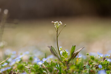 shepherd's purse, one of the wild vegetables representing early spring