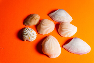 Natural Sea Shell On Orange Colour Background Wallpaper Image Beautiful Abstract Scenario Image