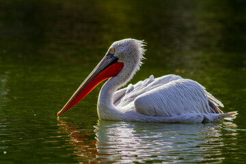 pelican on the water