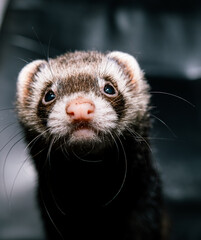 Beautiful portret close up of a ferret