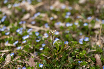 shepherd's purse, one of the wild vegetables representing early spring