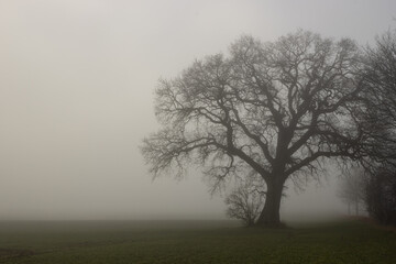 Eiche im Nebel