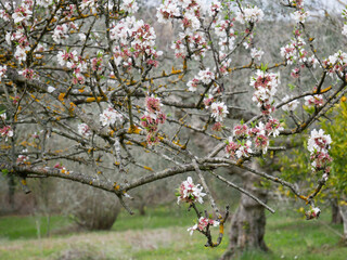 Blossoming of an almond tree in spring