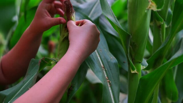Corn leaf damaged by fall armyworm Spodoptera frugiperda.Corn leaves attacked by worms in maize field.