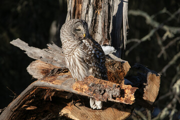 Barred Owl in the Sunlight