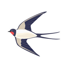 Swallow vector illustration. Cartoon flying bird isolated on white background.