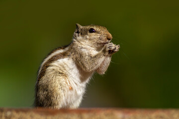 Indian palm squirrel