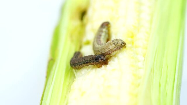 Fall armyworm on damaged corn with excrement.