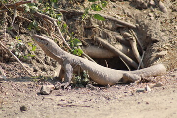 Camouflage reptile with background