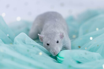A small cute gray decorative rat sits among folds of mint light and airy fabric with sequins. A funny animal. Rodent close-up. Mint or green background.