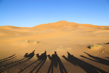 Shadow camels in the desert