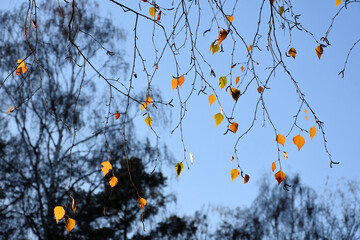 Hängende gelb-orange Birkenblätter vor blauem Himmel