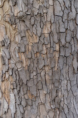 Embossed texture of the bark