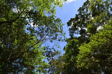 Flores plantas e arvores