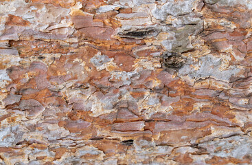 Embossed texture of the bark