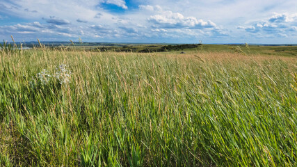 Wheat Grass Open Field