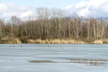 Winter or early spring landscape with frozen water and forest in Poland, Europe. Water birds on the melting ice sheet covering the lake or pond.