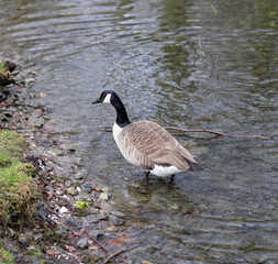 Canada goose, standing in a pond