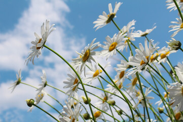 Blossoming white daisies