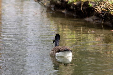 Canada goose swimming in a pond