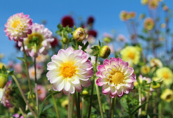 Blossoming white dahlias in garden