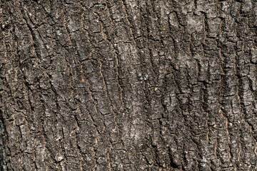 Embossed texture of the bark