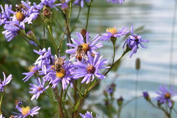 Purple Flower Field Bumble Bees Pollinating 