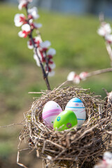 Real nest with decorated eggs among the flowering branches. Concept of Easter and spring