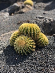 Cactus