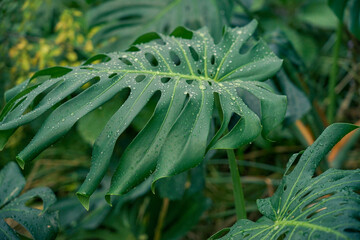 Palm leaves in the rain close-up. Raindrops on the leaves of a green palm tree
