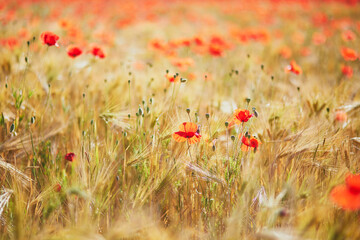 Obraz premium Beautiful field of red blooming poppies and golden wheat spikes