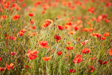 Obraz na płótnie Canvas Beautiful field of red blooming poppies
