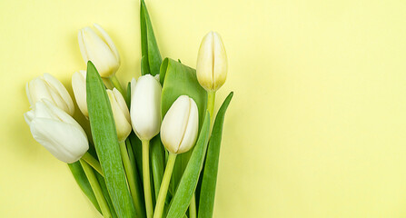 White tulips flowers on yellow background