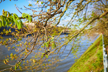 Tree branch with first green chestnut leaves on it over the river Seine in Paris