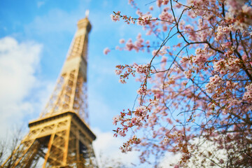 Fototapeta na wymiar Cherry blossom tree in full bloom near the Eiffel tower in Paris