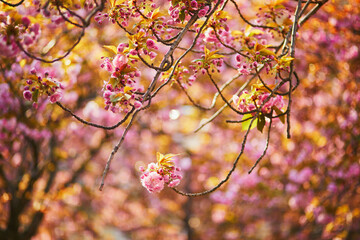 Branch of cherry blossom tree with beautiful pink flowers on a spring day