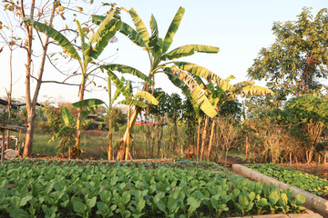 brassica juncea, green lettuce or lettuce on the farm