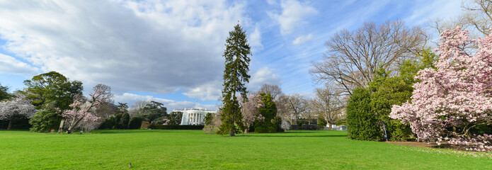 White House and spring blossoms - Washington D.C. United States of America