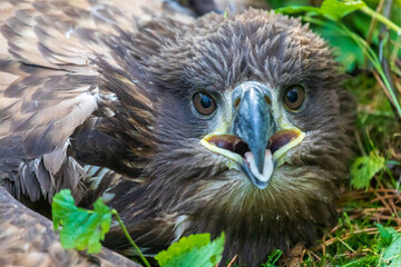 Portrait of a eagle (Haliaeetus albicilla), bielik