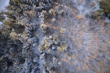 Wald im Winter