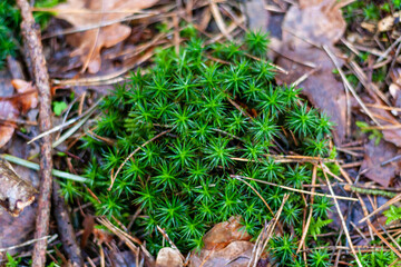 Moss in the forest with brown leaves in a blurred background