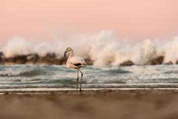 Fototapeten flamingo at the beach at sunset © cristian