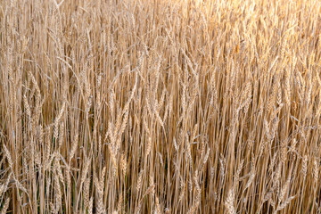 Grain field as a background.