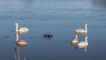 Last year's swan cubs