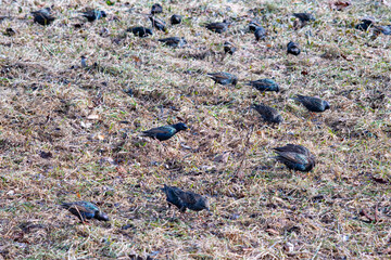 birds on the ground
