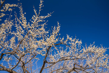 青空と梅の花