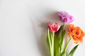 A bouquet of flowers laid out on a light background. Bouquet for March 8, Mother's Day, Teacher's Day.