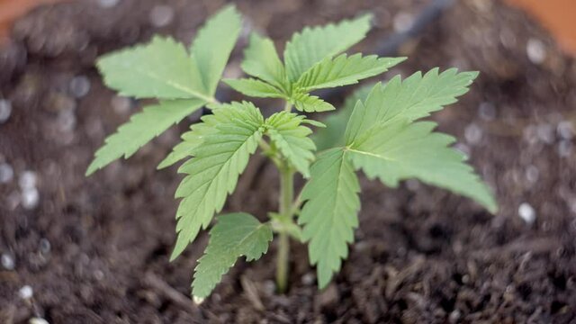 Soft focus, wind swaying young medical Cannabis plant, Marijuana production